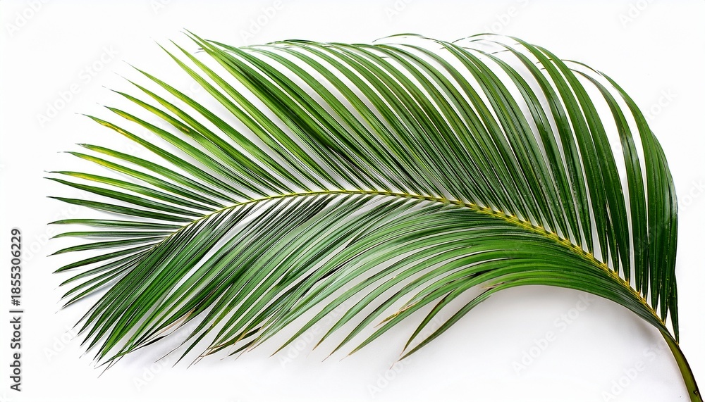 Obraz premium Tropical Palm Leaf Isolated On White Background