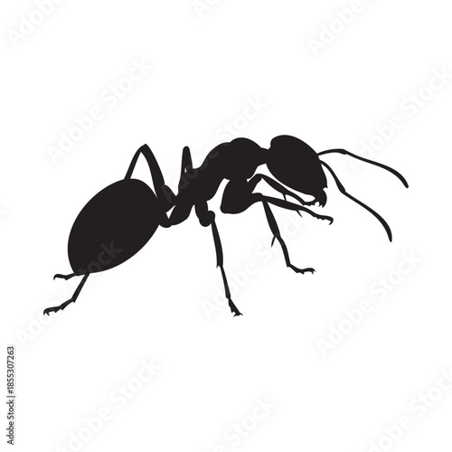 Ant Silhouette Isolated on Black Background