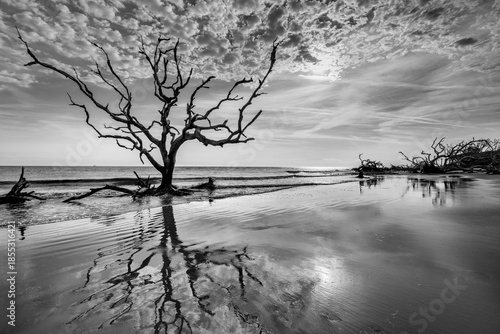 tree on the shore in water at driftwood beach georgia