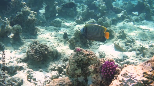 Wallpaper Mural Emperor angelfish among bleached coral reef Torontodigital.ca