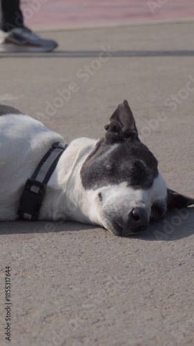 Vertical Video, Wide Shot of Indian Pariah Dog Sleeping on Road