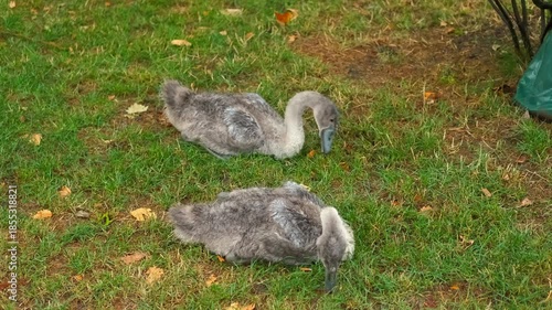 Two young grey cygnets foraging on green grass. Pair of juvenile grey swans with fluffy plumage searching for food on a green lawn. One cygnet lies down and eats while the other stretches its neck