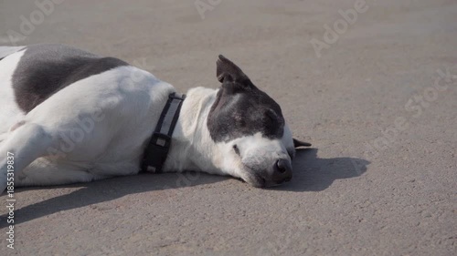 Indian Pariah Dog Sleeping on Road