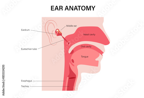 Eustachian tube poster