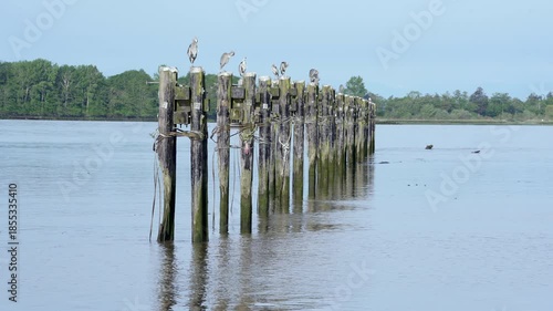 Herons on Fraser River Pilings Preening 4K UHD.Great Blue Herons perched on pilings on the Fraser River. 4K, UHD.
