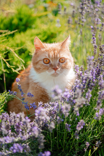 cat and flowers
