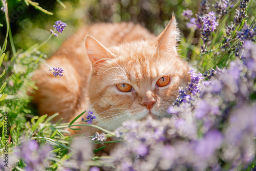 cat and flowers