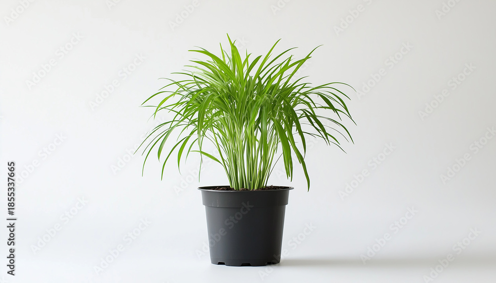 Fototapeta premium Potted dill plant grows on white background. Fresh green herb leaves vibrant, ready for cooking. Represents organic gardening, healthy