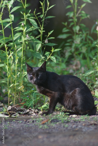 A domestic cat with short black fur