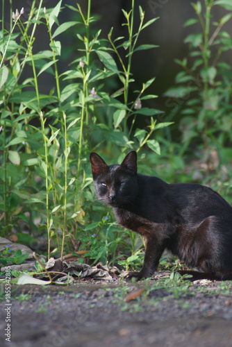 A domestic cat with short black fur