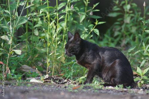 A domestic cat with short black fur