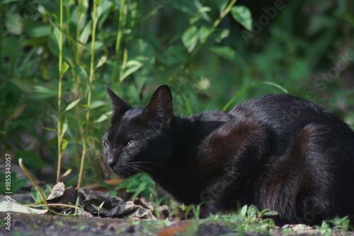 A domestic cat with short black fur