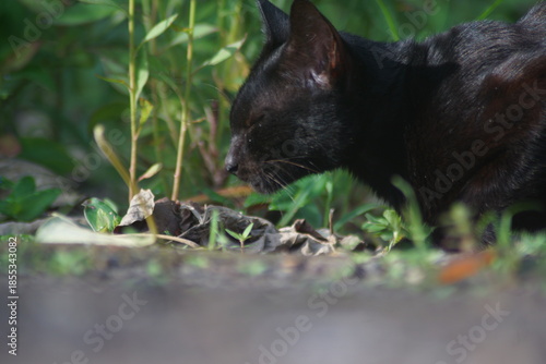 A domestic cat with short black fur