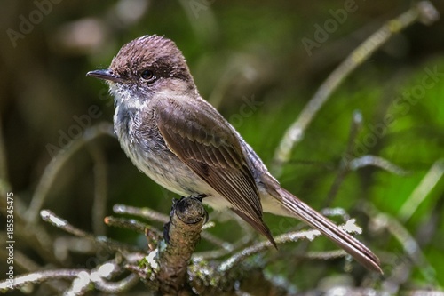 Eastern Phoebe songbird, close up profile image.