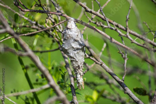 Oiketicus kirbyi bicho canasto o bicho del cesto