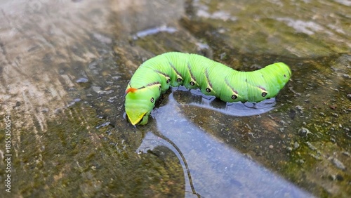 Caterpillar on the raindrops