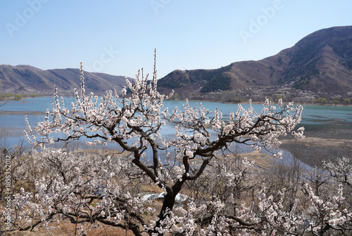 Apricot flowers bloom in spring