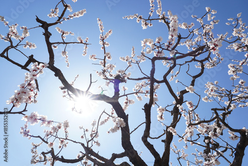 Apricot flowers bloom in spring
