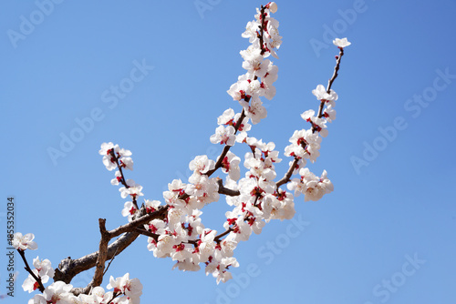 Apricot flowers bloom in spring