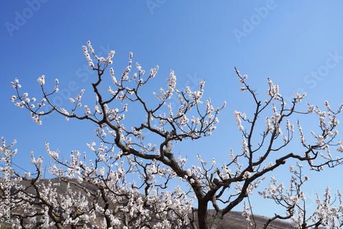 Apricot flowers bloom in spring