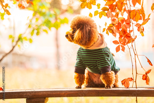 A toy poodle in autumn