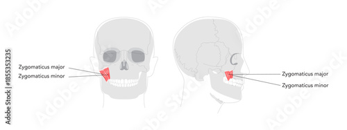 Zygomaticus major minor - Facial muscle depicted in anatomy chart, responsible for elevating the corner of the mouth during smiling essential in medical study and facial expression education