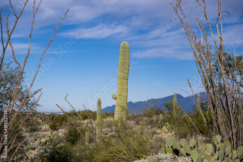 Sonoran desert landscape in southern Arizona