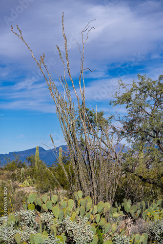 Sonoran desert landscape in southern Arizona