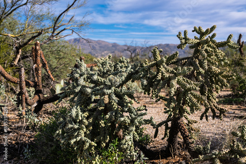 Sonoran desert landscape in southern Arizona