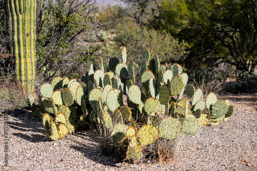 Sonoran desert landscape in southern Arizona