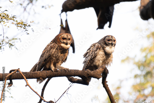 A Pair of Mottled owls perched on a tree branch in a forest. Detailed close up of a wild nocturnal bird in its natural habitat with a blurred green and light blue background.