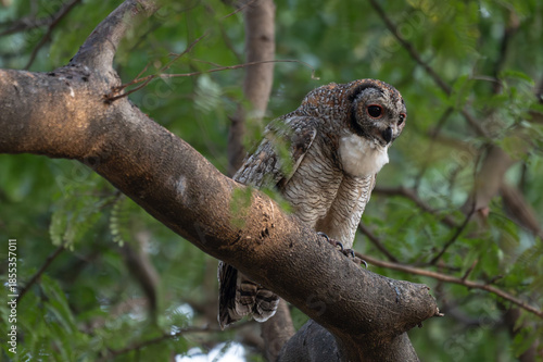A Mottled owl perched on a tree branch in a forest. Detailed close up of a wild nocturnal bird in its natural habitat with a blurred green background.