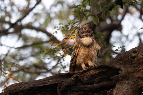 A Mottled owl perched on a tree branch in a forest. Detailed close up of a wild nocturnal bird in its natural habitat with a blurred green background.