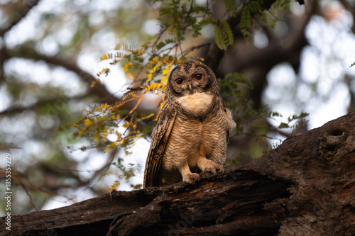 A Mottled owl perched on a tree branch in a forest. Detailed close up of a wild nocturnal bird in its natural habitat with a blurred green background.
