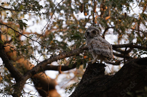 A Cute Baby Mottled owl perched on a tree branch in a forest. Detailed close up of a wild nocturnal bird in its natural habitat with a blurred green background.