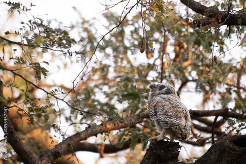 A Cute Baby Mottled owl perched on a tree branch in a forest. Detailed close up of a wild nocturnal bird in its natural habitat with a blurred green background.