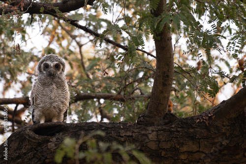 A Cute Baby Mottled owl perched on a tree branch in a forest. Detailed close up of a wild nocturnal bird in its natural habitat with a blurred green background.