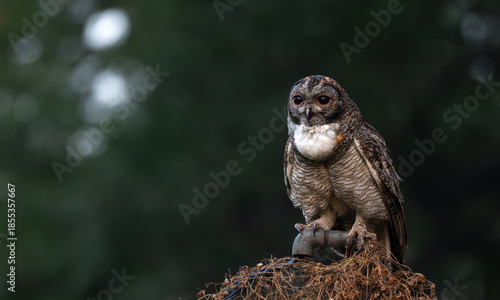 A Mottled owl perched on a pipe  in a forest. Detailed close up of a wild nocturnal bird in its natural habitat with a blurred green and bokeh blue background.