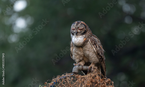 A Mottled owl perched on a pipe  in a forest. Detailed close up of a wild nocturnal bird in its natural habitat with a blurred green and bokeh blue background.