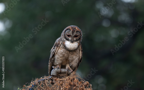 A Mottled owl perched on a pipe  in a forest. Detailed close up of a wild nocturnal bird in its natural habitat with a blurred green and bokeh blue background.