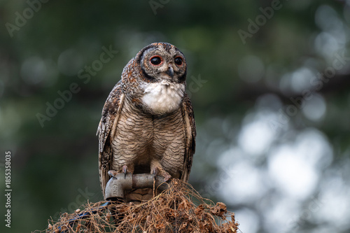 A Mottled owl perched on a pipe  in a forest. Detailed close up of a wild nocturnal bird in its natural habitat with a blurred green and bokeh blue background.