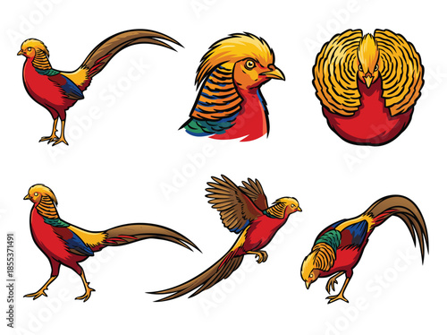 Golden Pheasant Bird Collection Vector Illustration.