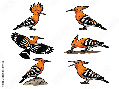 Hoopoe bird in various poses, detailed illustrations.