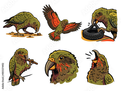 Illustration of a Kea Parrot in Various Poses.