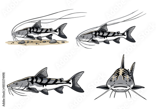 Illustration of a Striped Catfish in Four Views.