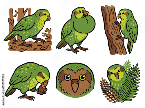 Kakapo parrot set, flightless nocturnal parrot, critically endangered New Zealand bird.
