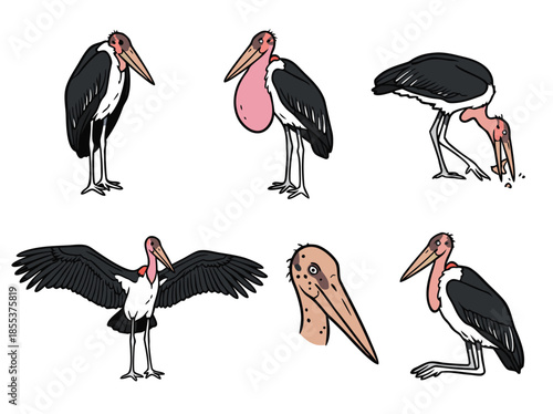 Marabou Stork in various poses, a large wading bird with a distinctive gular sac, often found in African wetlands.