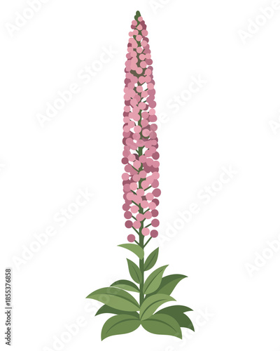 Vivid botanical illustration of an elegant tall pink flower spike, displaying a dense cluster of delicate blossoms ascending from lush green foliage, perfect for vibrant springtime designs