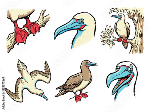 Illustration of a Booby Bird in Various Poses and Details.