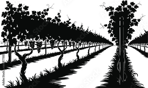 Vineyard silhouette rows under summer sun in rural valley farm landscape garden harvest
